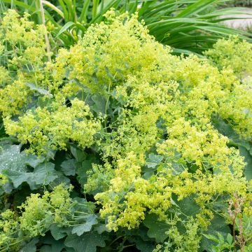 Alchemilla sericata  Gold Strike- алхемила (1572)